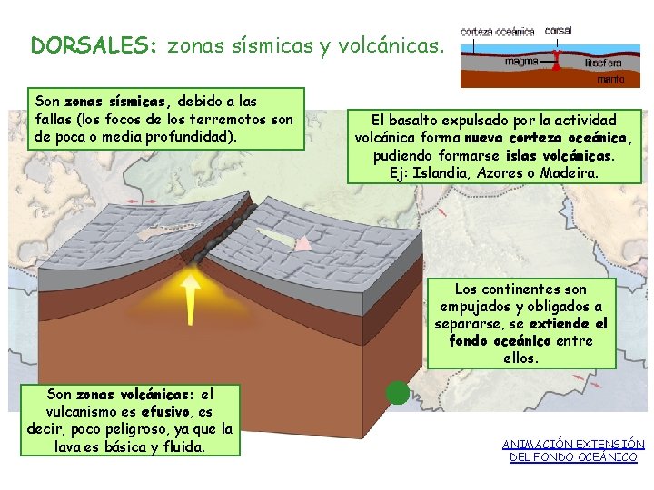 DORSALES: zonas sísmicas y volcánicas. Son zonas sísmicas, debido a las fallas (los focos DORSALES: zonas sísmicas y volcánicas. Son zonas sísmicas, debido a las fallas (los focos