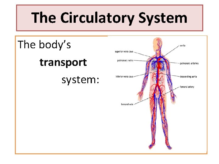 The Circulatory System The body’s transport system: 