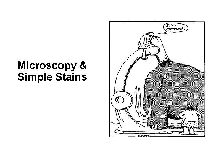 Microscopy & Simple Stains 
