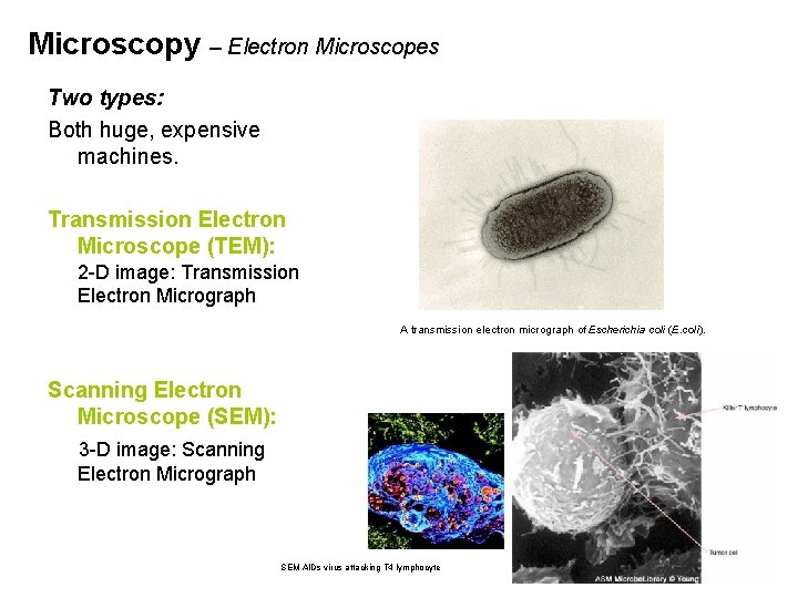 Microscopy – Electron Microscopes Two types: Both huge, expensive machines. Transmission Electron Microscope (TEM):
