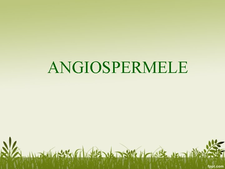 ANGIOSPERMELE ANGIOSPERMELE