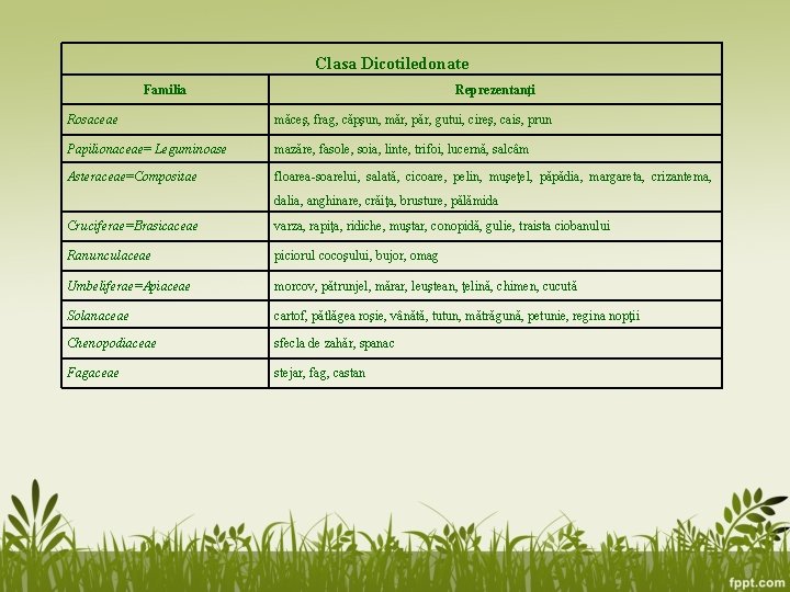 Clasa Dicotiledonate Familia Reprezentanţi Rosaceae măceş, frag, căpşun, măr, păr, gutui, cireş, cais, prun Clasa Dicotiledonate Familia Reprezentanţi Rosaceae măceş, frag, căpşun, măr, păr, gutui, cireş, cais, prun