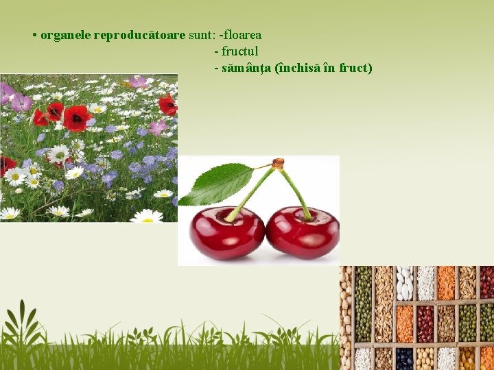 • organele reproducătoare sunt: -floarea - fructul - sămânţa (închisă în fruct) • organele reproducătoare sunt: -floarea - fructul - sămânţa (închisă în fruct)