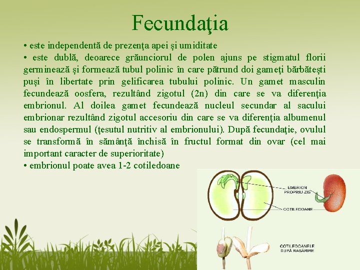Fecundaţia • este independentă de prezenţa apei şi umiditate • este dublă, deoarece grăunciorul Fecundaţia • este independentă de prezenţa apei şi umiditate • este dublă, deoarece grăunciorul