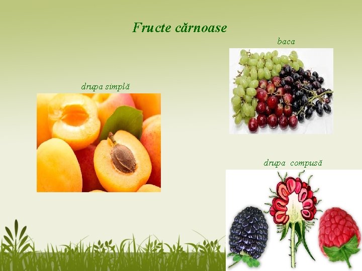 Fructe cărnoase baca drupa simplă drupa compusă Fructe cărnoase baca drupa simplă drupa compusă
