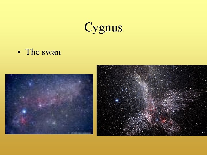 Cygnus • The swan 