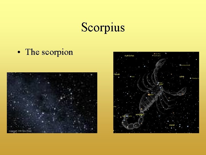 Scorpius • The scorpion 
