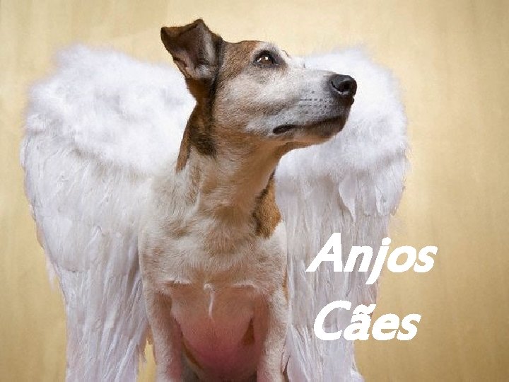 Anjos Cães 