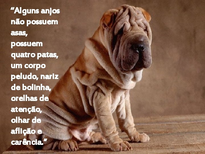 “Alguns anjos não possuem asas, possuem quatro patas, um corpo peludo, nariz de bolinha,