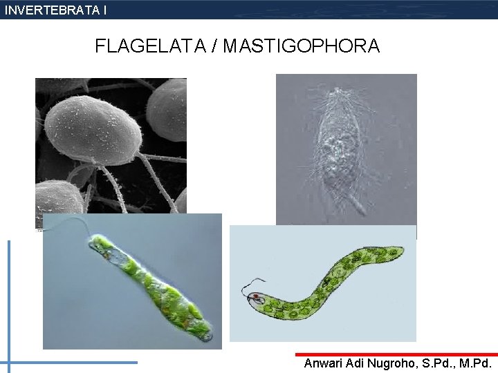 INVERTEBRATA I FLAGELATA / MASTIGOPHORA Anwari Adi Nugroho, S. Pd. , M. Pd. 