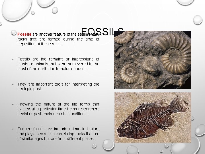 FOSSILS • Fossils are another feature of the sedimentary rocks that are formed during