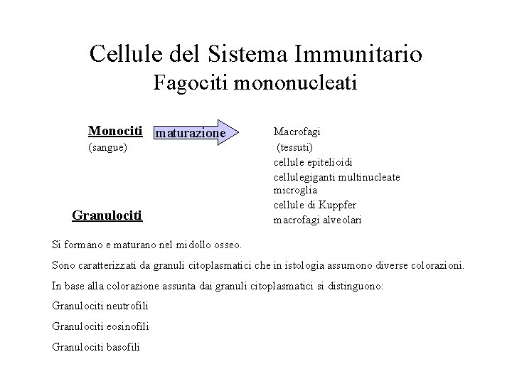 Cellule del Sistema Immunitario Fagociti mononucleati Monociti maturazione (sangue) Granulociti Macrofagi (tessuti) cellule epitelioidi