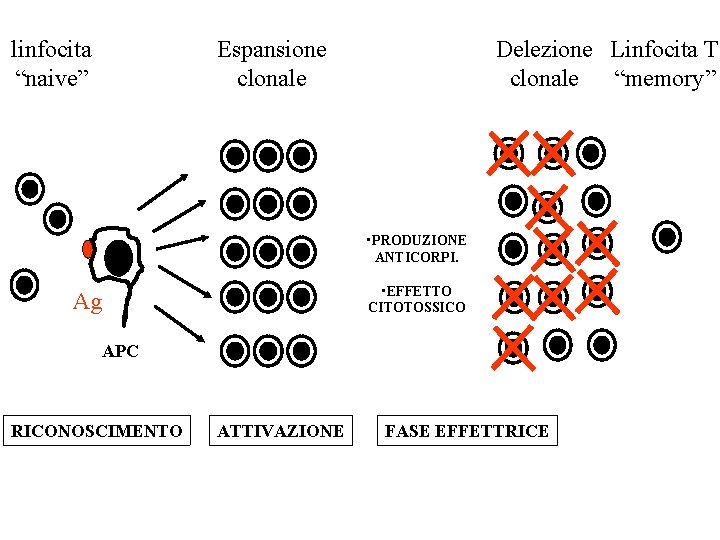 linfocita “naive” Espansione clonale Delezione Linfocita T clonale “memory” • PRODUZIONE ANTICORPI. • EFFETTO