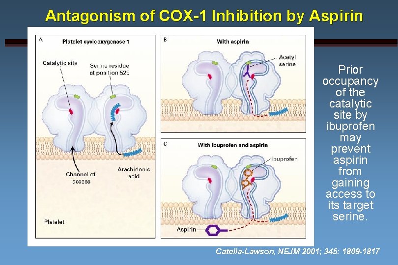 Antagonism of COX-1 Inhibition by Aspirin Prior occupancy of the catalytic site by ibuprofen