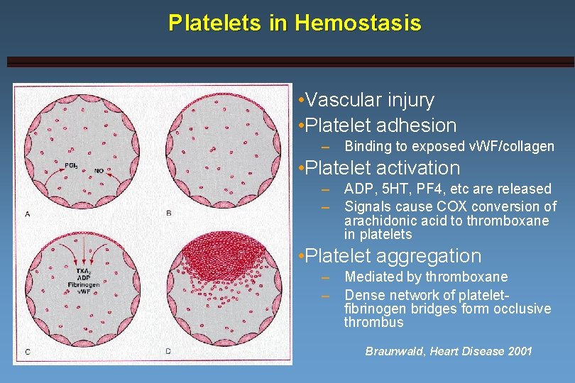 Platelets in Hemostasis • Vascular injury • Platelet adhesion – Binding to exposed v.