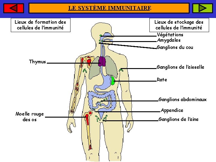 LE SYSTÈME IMMUNITAIRE Lieux de formation des cellules de l’immunité Thymus Lieux de stockage