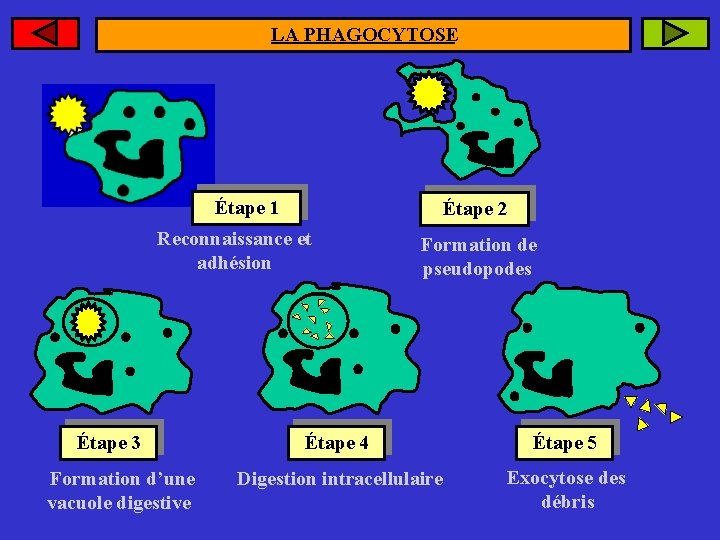 LA PHAGOCYTOSE Polynucléaire neutrophile microbe Étape 1 Étape 2 Reconnaissance et adhésion Étape 3