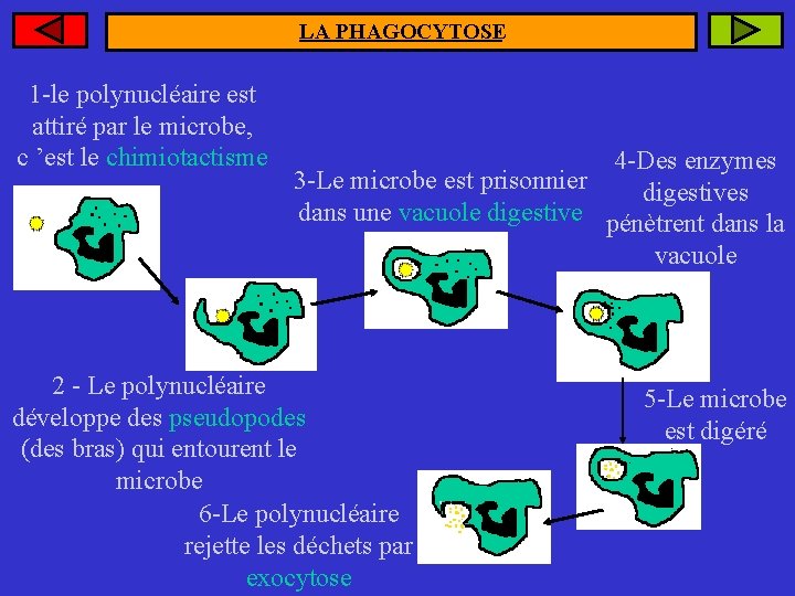 LA PHAGOCYTOSE 1 -le polynucléaire est attiré par le microbe, c ’est le chimiotactisme