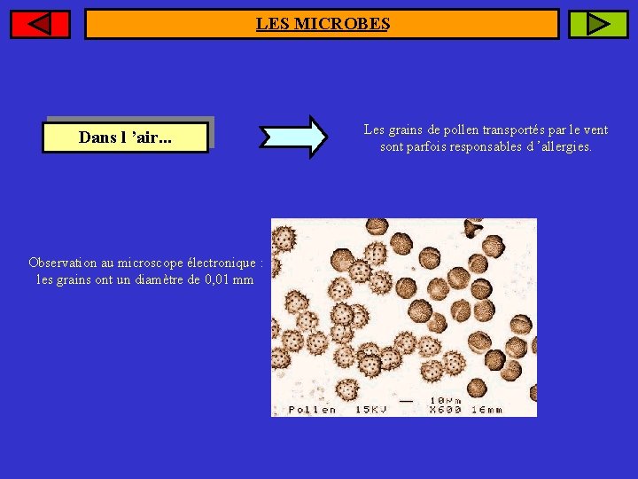 LES MICROBES Dans l ’air. . . Observation au microscope électronique : les grains