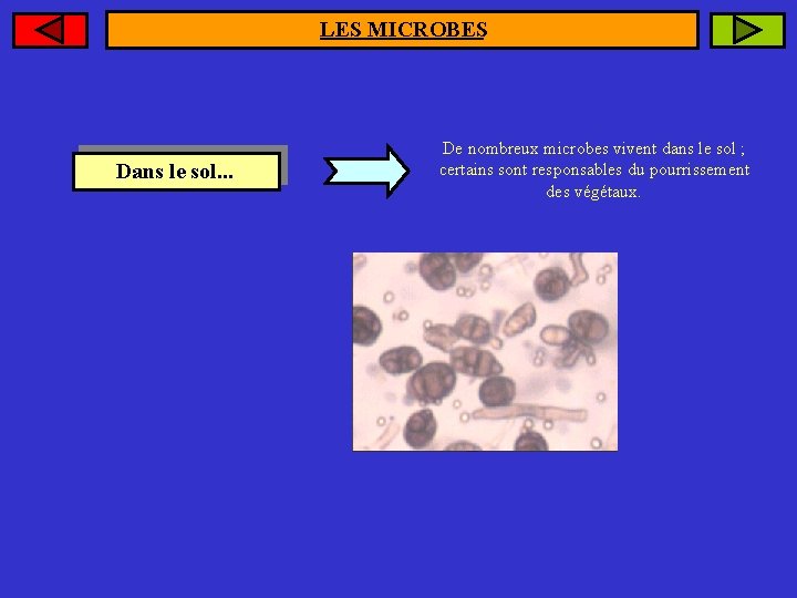 LES MICROBES Dans le sol. . . De nombreux microbes vivent dans le sol