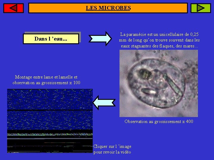 LES MICROBES Dans l ’eau. . . La paramécie est un unicellulaire de 0,