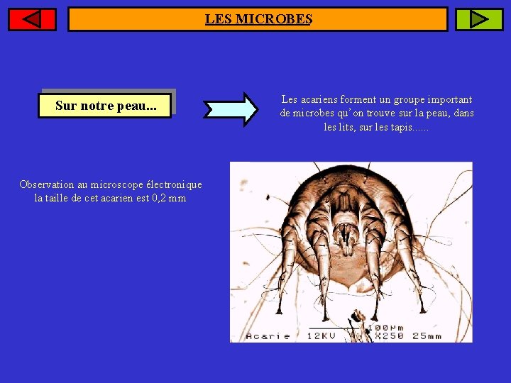 LES MICROBES Sur notre peau. . . Observation au microscope électronique la taille de