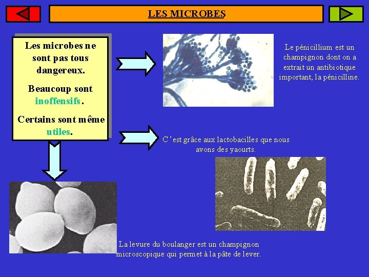 LES MICROBES Les microbes ne sont pas tous dangereux. Le pénicillium est un champignon