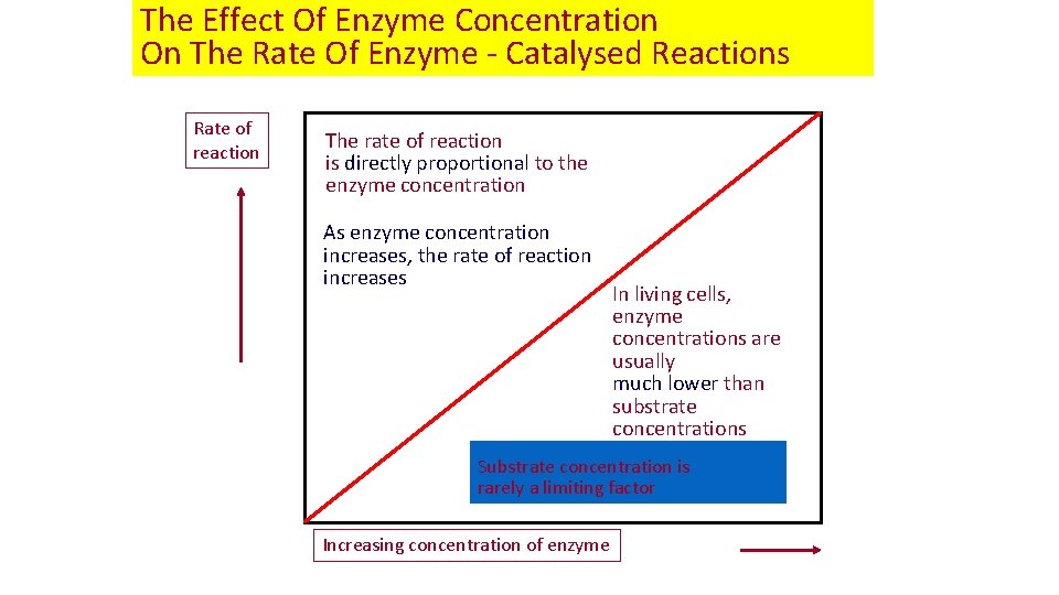 The Effect Of Enzyme Concentration On The Rate Of Enzyme - Catalysed Reactions Rate