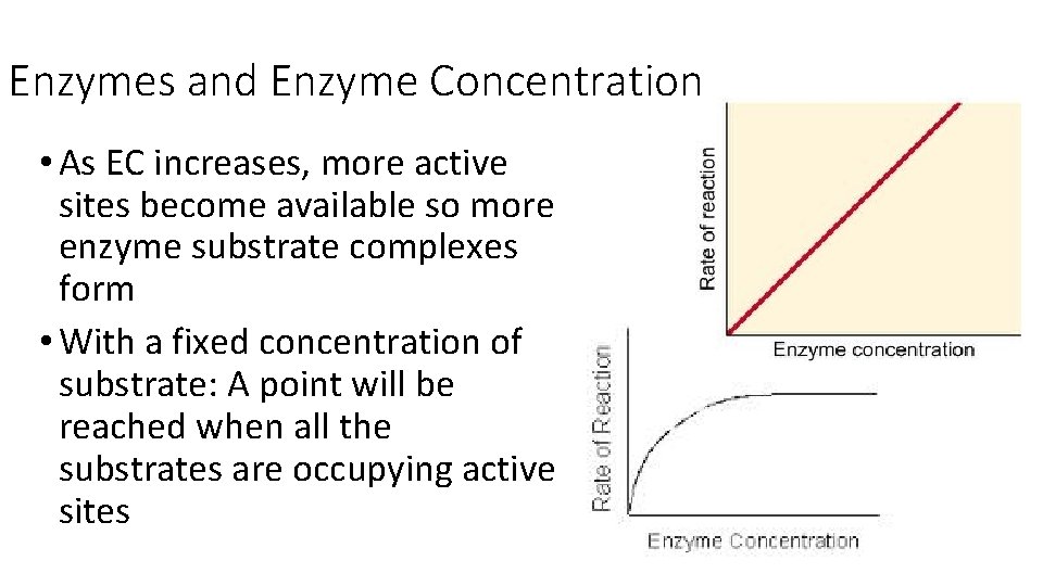 Enzymes and Enzyme Concentration • As EC increases, more active sites become available so