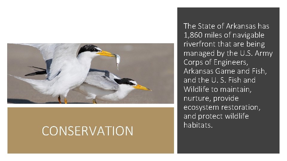 CONSERVATION The State of Arkansas has 1, 860 miles of navigable riverfront that are