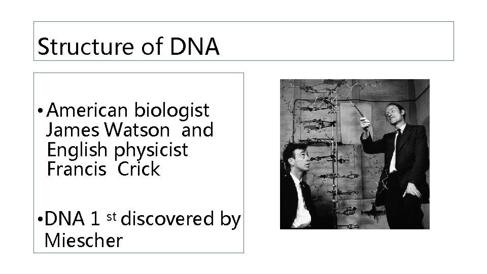 Structure of DNA • American biologist James Watson and English physicist Francis Crick •
