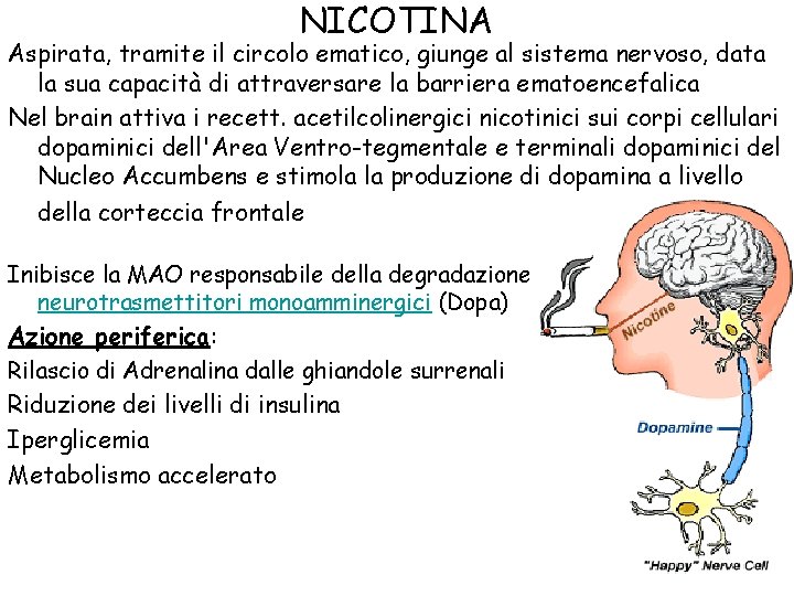 NICOTINA Aspirata, tramite il circolo ematico, giunge al sistema nervoso, data la sua capacità