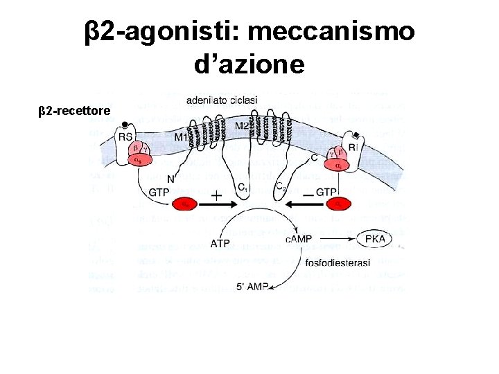 β 2 -agonisti: meccanismo d’azione β 2 -recettore 