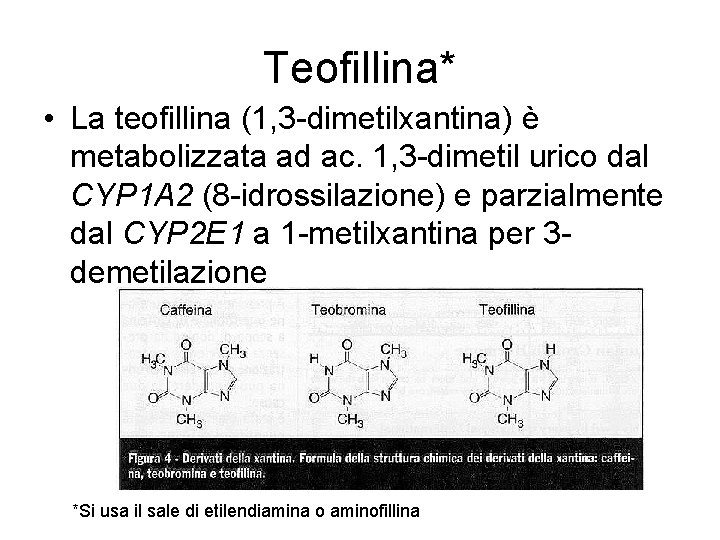 Teofillina* • La teofillina (1, 3 -dimetilxantina) è metabolizzata ad ac. 1, 3 -dimetil