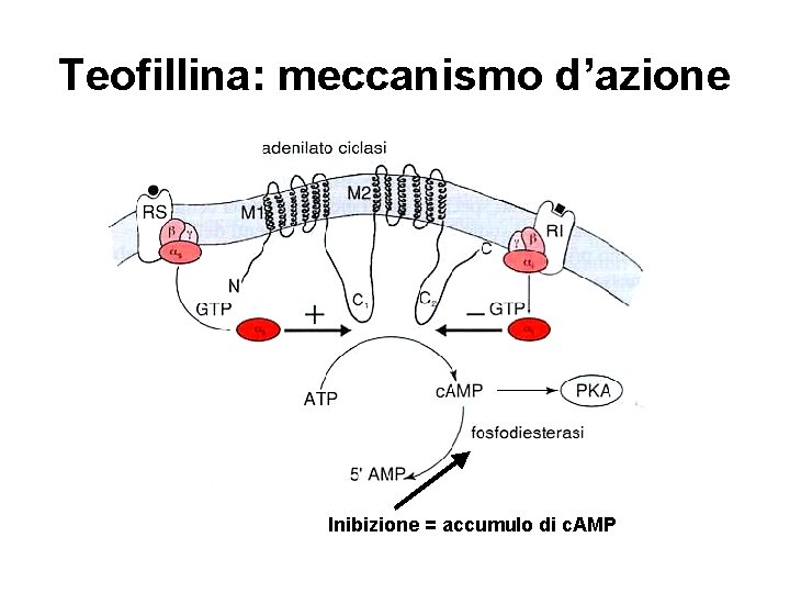 Teofillina: meccanismo d’azione Inibizione = accumulo di c. AMP 