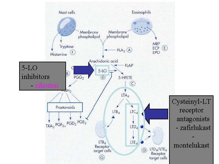 5 -LO inhibitors - zileuton Cysteinyl-LT receptor antagonists - zafirlukast montelukast 