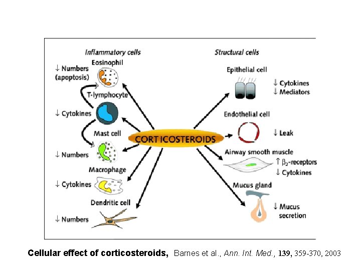Cellular effect of corticosteroids, Barnes et al. , Ann. Int. Med. , 139, 359