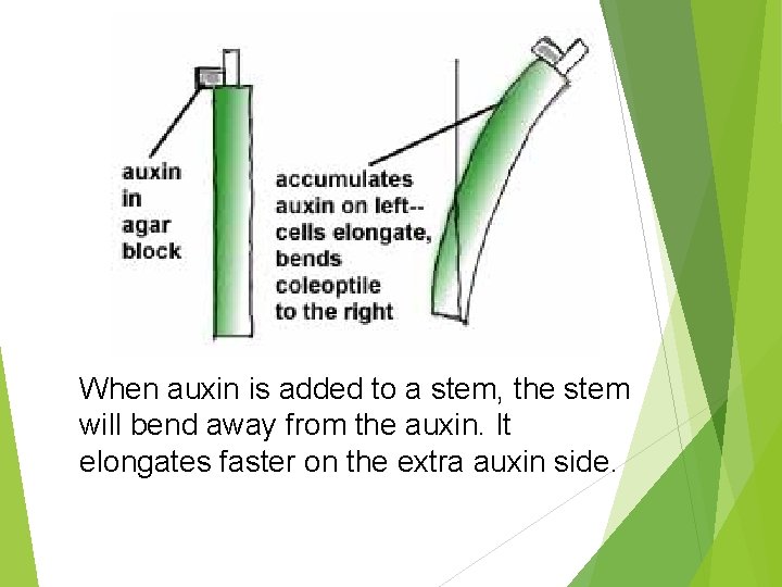 When auxin is added to a stem, the stem will bend away from the