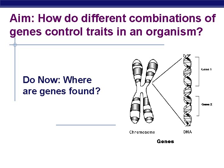 Aim: How do different combinations of genes control traits in an organism? Do Now: