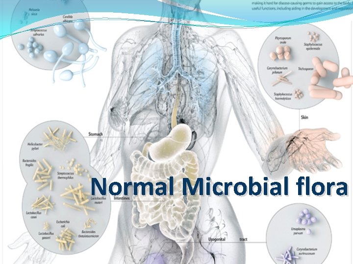 Normal Microbial flora 