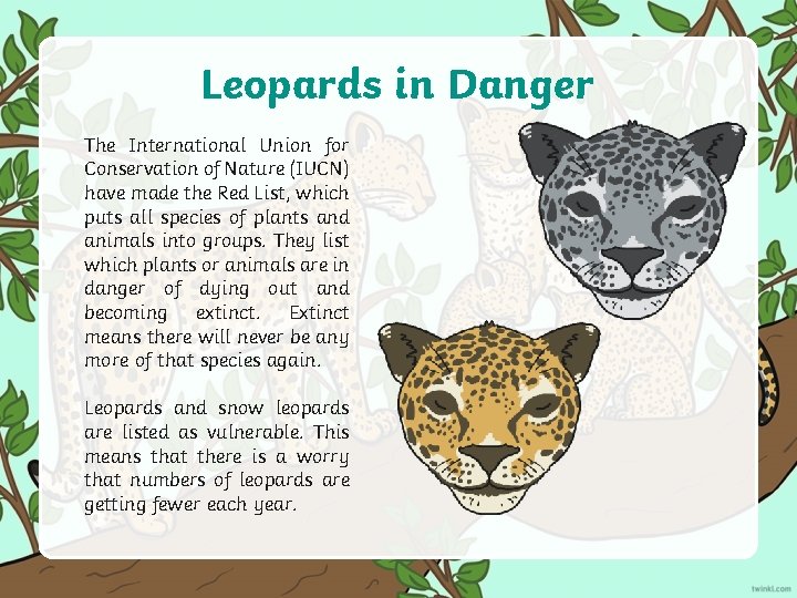 Leopards in Danger The International Union for Conservation of Nature (IUCN) have made the Leopards in Danger The International Union for Conservation of Nature (IUCN) have made the