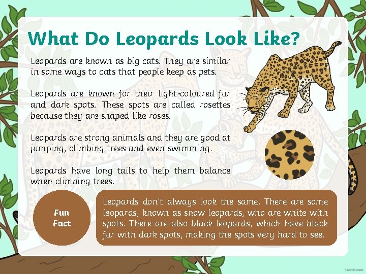 What Do Leopards Look Like? Leopards are known as big cats. They are similar What Do Leopards Look Like? Leopards are known as big cats. They are similar