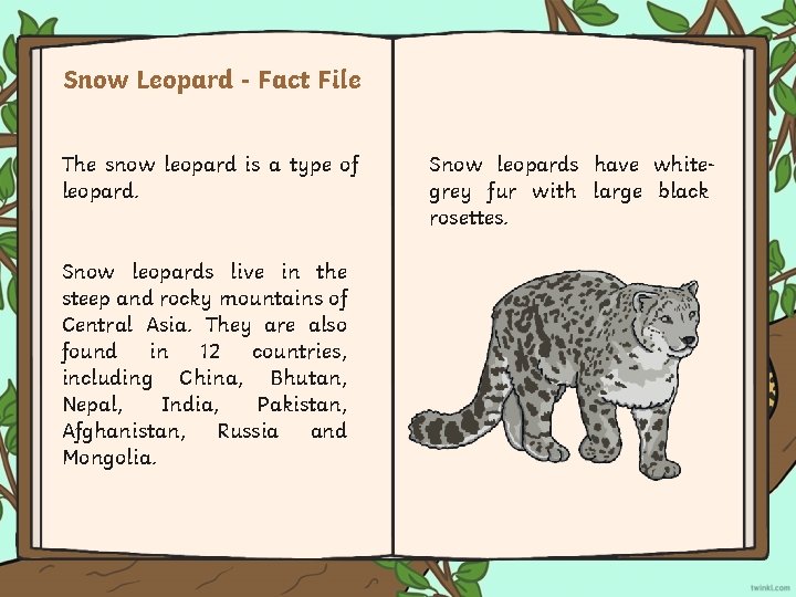 Snow Leopard - Fact File The snow leopard is a type of leopard. Snow Snow Leopard - Fact File The snow leopard is a type of leopard. Snow