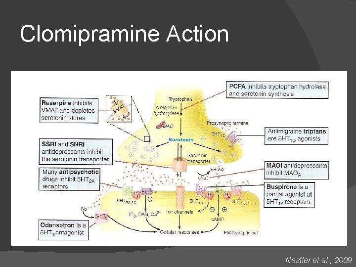 Clomipramine Action Nestler et al. , 2009 