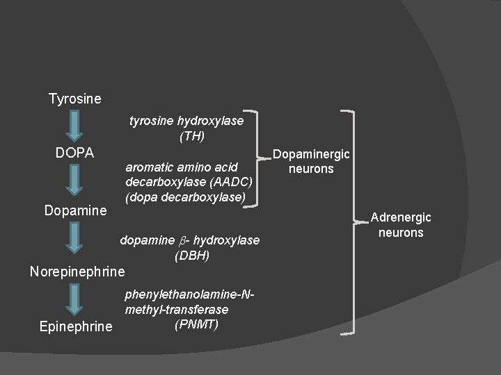 Tyrosine tyrosine hydroxylase (TH) DOPA aromatic amino acid decarboxylase (AADC) (dopa decarboxylase) Dopamine dopamine