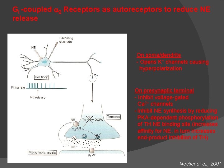 Gi -coupled a 2 Receptors as autoreceptors to reduce NE release On soma/dendrite -