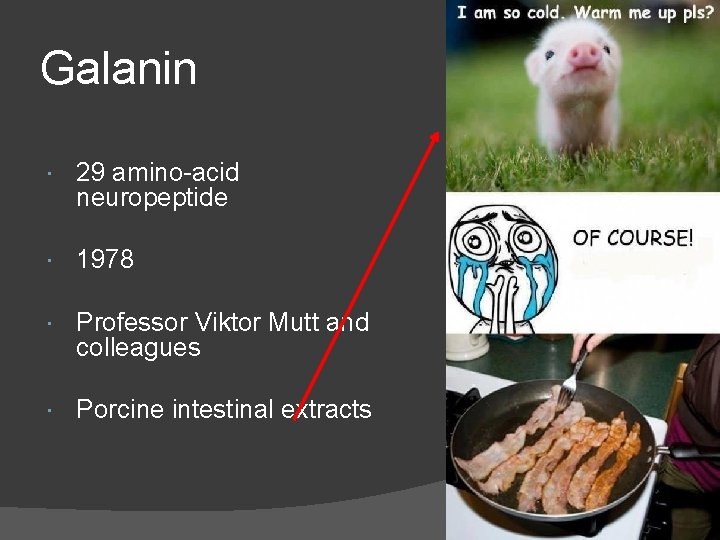 Galanin 29 amino-acid neuropeptide 1978 Professor Viktor Mutt and colleagues Porcine intestinal extracts 