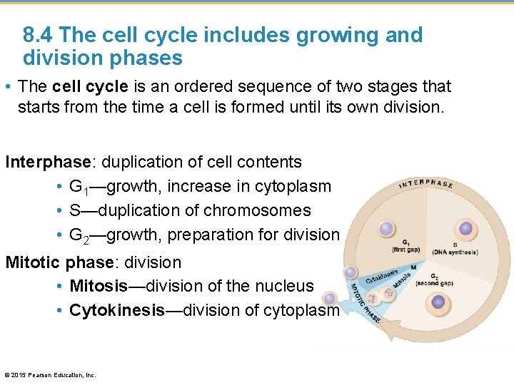 8. 4 The cell cycle includes growing and division phases • The cell cycle