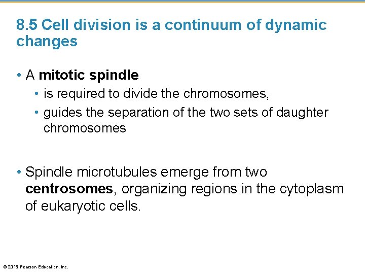 8. 5 Cell division is a continuum of dynamic changes • A mitotic spindle
