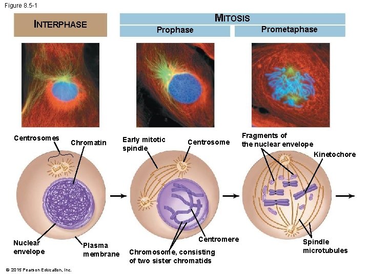 Figure 8. 5 -1 INTERPHASE Centrosomes Chromatin Nuclear envelope © 2015 Pearson Education, Inc.